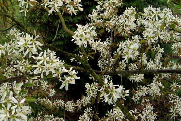 Autumn Brilliance Serviceberry